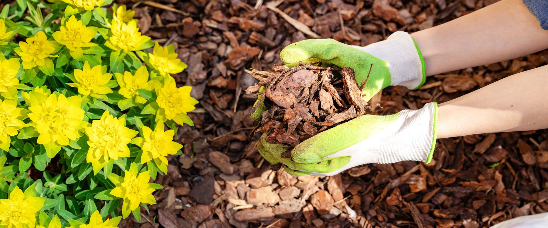 How Often Should You Mulch Your Landscaping for Maximum Benefits?