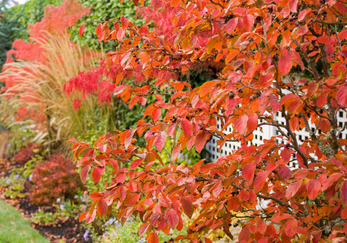 Fall Landscaping: What to Do and What Not to Do